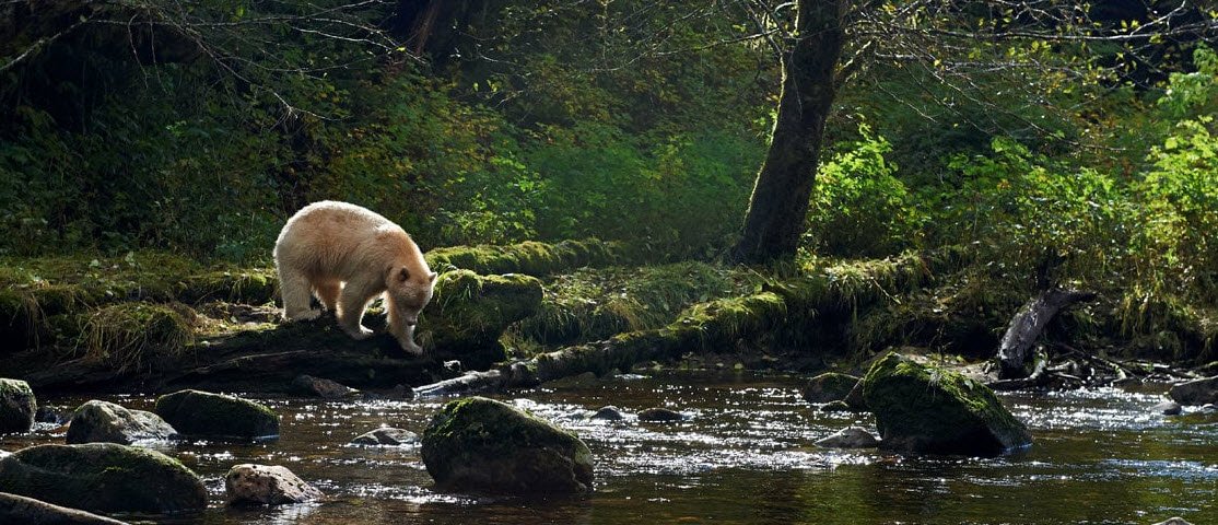 Great Bear Rainforest, British Columbia, Canada